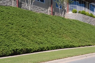 Juniperus conferta (Shore Juniper) forming a dense, low mat of green foliage across a steep embankment beside a footpath and a building.