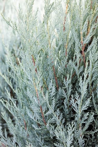 Close-up of Juniperus scopulorum 'Moonglow' (Rocky Mountain Juniper), showing silvery-blue scale-like foliage on upright sprays with reddish-brown stems.