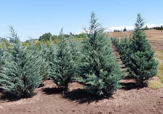 Juniperus scopulorum 'Moonglow' (Rocky Mountain Juniper), a row of upright blue-green evergreens with pyramidal form growing in bare soil on a sunny nursery field.