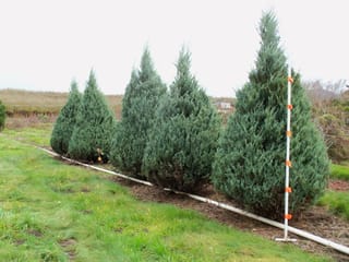 Juniperus scopulorum 'Moonglow' (Rocky Mountain Juniper), a row of conical blue-green evergreens growing in mulched ground beside a pipe, with grass in front.