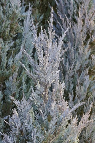 Juniperus scopulorum 'Moonglow' (Rocky Mountain Juniper), close-up of silvery-blue scale-like foliage on upright branchlets, with more of the same foliage blurred behind.