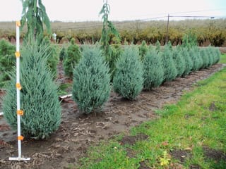 Young Juniperus scopulorum 'Moonglow' (Rocky Mountain Juniper) in a nursery row, with silvery-blue-green foliage in compact, upright conical shapes.