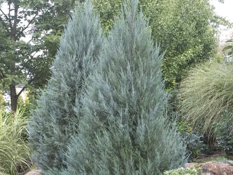 Juniperus scopulorum 'Moonglow'