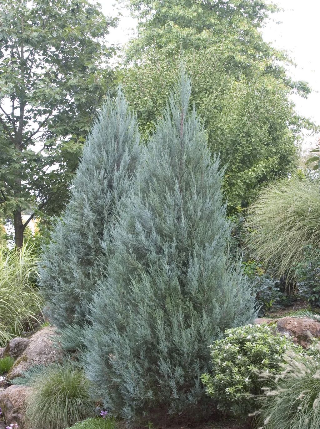 Juniperus scopulorum 'Moonglow' (Rocky Mountain Juniper), an upright pyramidal evergreen with silvery-blue foliage, growing among rocks, ornamental grasses and shrubs.