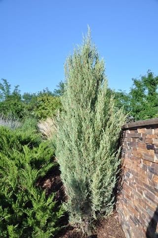 Juniperus scopulorum 'Skyrocket' (Rocky Mountain Juniper), a narrow upright evergreen with blue-grey foliage, growing in bark mulch beside a stone wall.