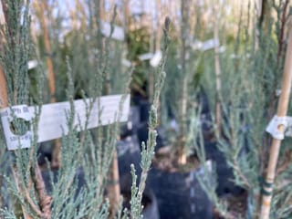Juniperus scopulorum 'Skyrocket' (Rocky Mountain Juniper) potted plants with blue-grey scale-like foliage, staked upright and fitted with plant labels in a nursery.