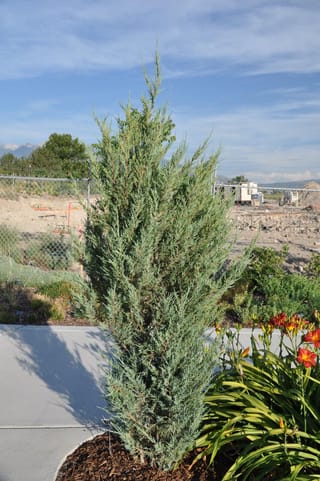 Juniperus scopulorum 'Skyrocket' (Rocky Mountain Juniper), a narrow upright evergreen with blue-grey foliage, planted in mulch beside red-orange daylilies.