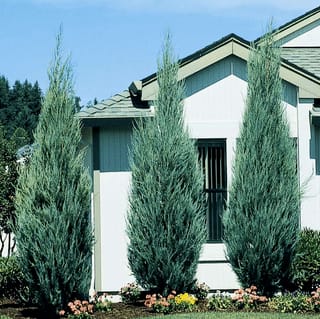 Three narrow columnar Juniperus scopulorum 'Skyrocket' (Rocky Mountain Juniper) with blue-grey foliage stand in front of a white house, above a garden bed of flowers.