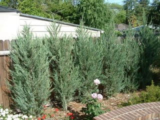 Juniperus scopulorum 'Skyrocket' (Rocky Mountain Juniper), a row of narrow blue-grey columnar evergreens beside a wooden fence, with pink roses and mulch in front.