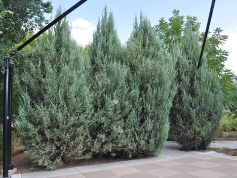 Juniperus scopulorum 'Skyrocket'