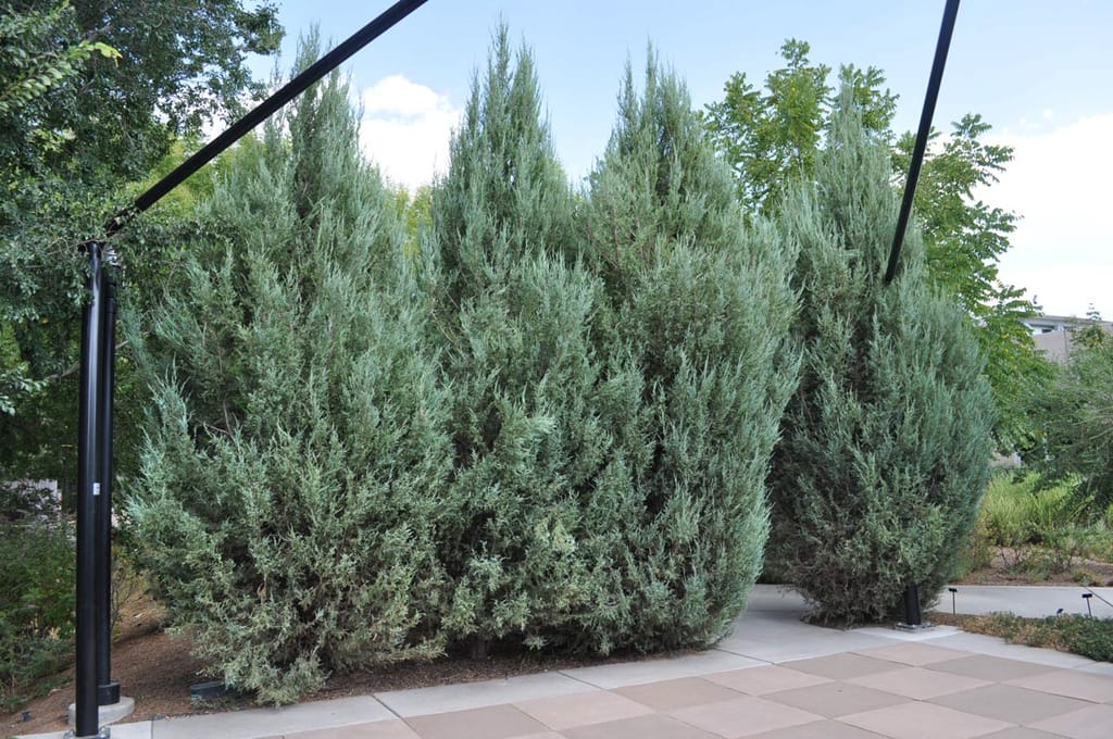 Juniperus scopulorum 'Skyrocket' (Rocky Mountain Juniper), a group of tall blue-grey evergreen junipers with dense upright foliage beside a paved path.