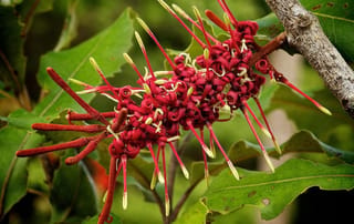 Close-up of Knightia excelsa (rewarewa) flower cluster, with curled deep red blooms and cream-tipped styles, set against green serrated leaves and a grey branch.