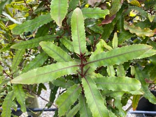 Knightia excelsa (rewarewa) foliage close-up, showing narrow, serrated green leaves with reddish midribs on dark reddish stems, in a nursery setting.