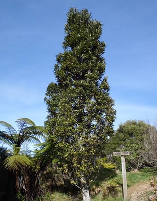 Knightia excelsa (rewarewa), a tall narrow columnar tree with dark green foliage, growing beside a tree fern and a wooden "Adams Point" sign.