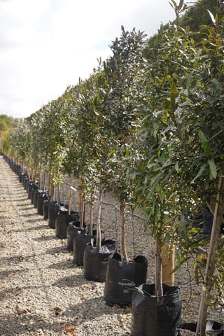 Row of young Knightia excelsa (rewarewa) trees in black planter bags, staked upright, with narrow dark green serrated leaves on gravel.