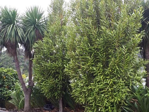 Knightia excelsa
