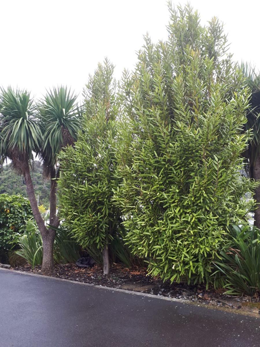 Knightia excelsa (rewarewa) trees with narrow, upright green foliage beside a driveway, growing next to cabbage trees and flax in a garden bed.
