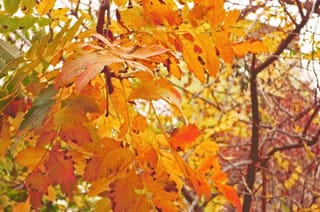 Koelreuteria paniculata (Golden Rain Tree) branch in autumn, with compound leaves turning orange, yellow and red against dark bare stems.