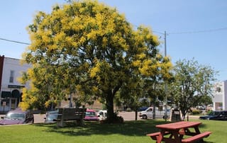 Koelreuteria paniculata (Golden Rain Tree) in full summer bloom, its broad crown covered in golden-yellow flower panicles, on a grassy town square with a bench and picnic table.