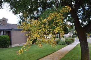 Koelreuteria paniculata (Golden Rain Tree) with a drooping panicle of small yellow flowers and red-brown calyces, beside a footpath and lawn.