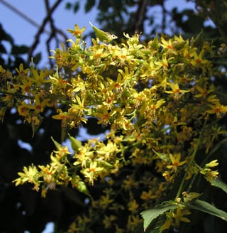 Koelreuteria paniculata (Golden Rain Tree) flower panicle with small yellow, orange-centred flowers and green buds against dark foliage and blue sky.