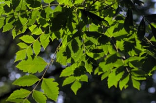 Koelreuteria paniculata (Golden Rain Tree) foliage, showing green pinnate leaves with toothed leaflets on slender branches, backlit against a dark blurred background.
