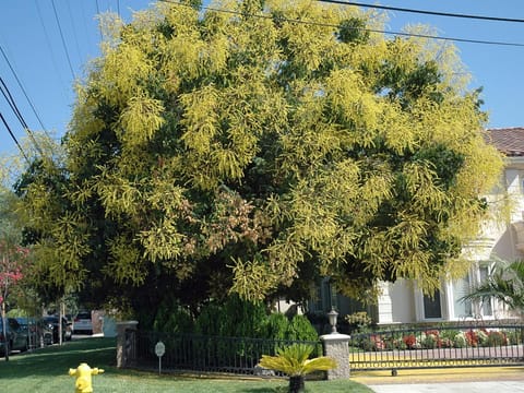 Koelreuteria paniculata