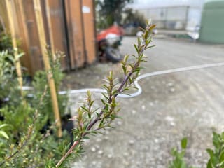 Kunzea robusta (Kānuka) branch tip with small narrow green leaves and bronze-tinged new growth on a purplish stem, in a gravel nursery yard.