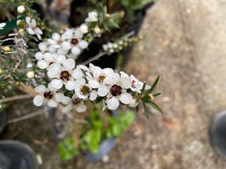 Kunzea robusta (kānuka) branch with white five-petalled flowers with dark red centres, plus buds and narrow green leaves, held over nursery pots.