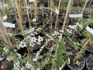 Kunzea robusta (Kānuka) branch with small white flowers and slender green leaves, above rows of potted seedlings staked with bamboo canes in a nursery.
