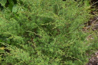 Kunzea robusta (kānuka) foliage, dense bushy growth of fine needle-like green leaves on slender reddish-brown stems, above bark mulch.
