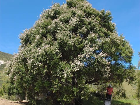 Kunzea robusta