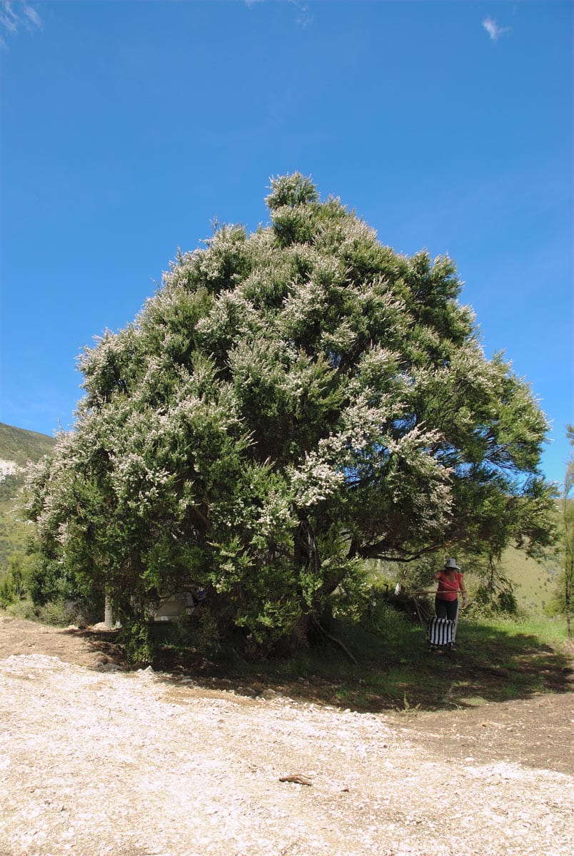 Kunzea robusta (Kānuka), a large dense tree covered in white flowers, standing on open ground under a blue sky with a person nearby.