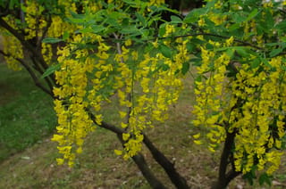 Laburnum alpinum 'Pendulum' (Scotch Laburnum) with long hanging racemes of golden-yellow flowers among green leaves on dark branches over grass.