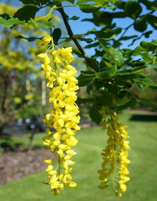 Laburnum alpinum 'Pendulum' (Scotch Laburnum) with long hanging racemes of golden-yellow flowers among green leaves, against a blue sky and lawn.