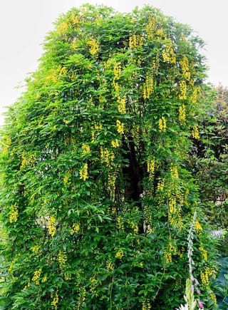 Laburnum alpinum 'Pendulum' (Scotch Laburnum), a weeping tree with cascading green foliage and hanging golden-yellow flower racemes, beside a pink foxglove in a garden.