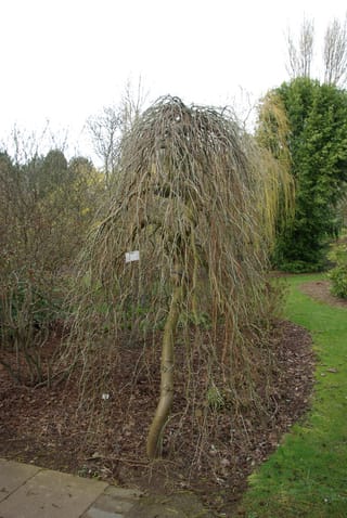 Laburnum alpinum 'Pendulum' (Scotch Laburnum), a leafless weeping tree with a twisting trunk and long cascading bare branches, planted in mulched garden bed beside a lawn.