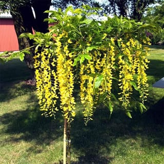 Laburnum alpinum 'Pendulum' (Scotch Laburnum), a young staked standard tree with long hanging golden-yellow flower clusters and green leaves on a sunny lawn.