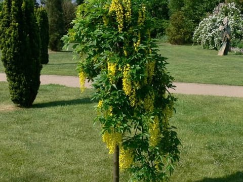 Laburnum alpinum 'Pendulum'