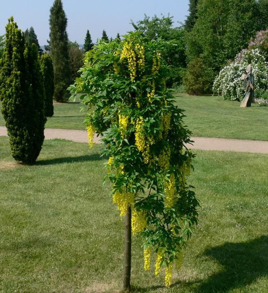 Laburnum alpinum 'Pendulum' (Scotch Laburnum), a small standard tree with a slender trunk and weeping branches hung with golden-yellow flower racemes, on a lawn.