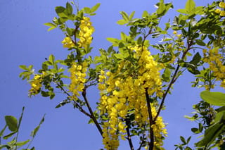 Laburnum x watereri 'Vossii' (Golden Chain Tree) branches with long hanging clusters of yellow flowers among green trifoliate leaves, against a blue sky.