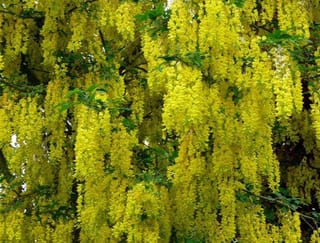 Laburnum x watereri 'Vossii' (Golden Chain Tree) with dense, pendulous racemes of bright yellow flowers hanging among small green leaves and dark branches.
