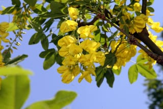 Laburnum x watereri 'Vossii' (Golden Chain Tree) branch with hanging clusters of bright yellow pea-like flowers among green trifoliate leaves against a blue sky.