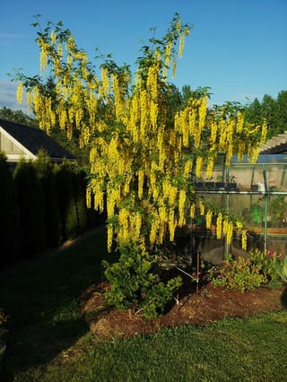 Laburnum x watereri 'Vossii' (Golden Chain Tree) in full bloom, with long hanging yellow flower clusters, in a garden beside a glasshouse.