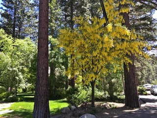 Laburnum x watereri 'Vossii' (Golden Chain Tree) in full bloom, with long yellow flower chains hanging from a small tree among tall conifers beside a lawn and driveway.