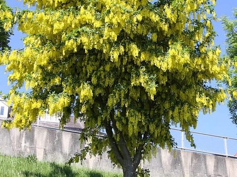 Laburnum x watereri 'Vossii'