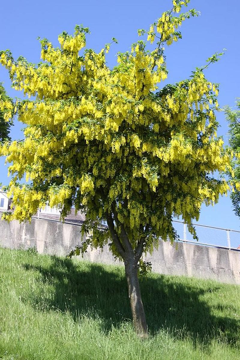 Laburnum x watereri 'Vossii' (Golden Chain Tree) in full bloom, with long hanging yellow flower clusters covering the crown, growing on a grassy bank.