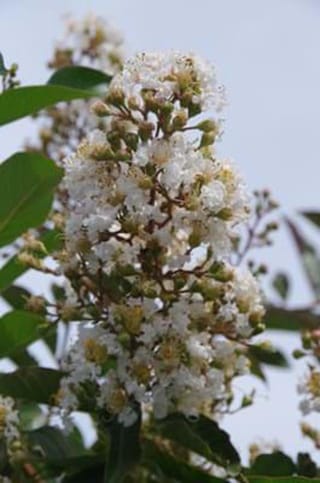 Lagerstroemia fauriei 'Townhouse' (Crepe Myrtle) with an upright cluster of white flowers and green buds, surrounded by glossy green leaves against a pale sky.