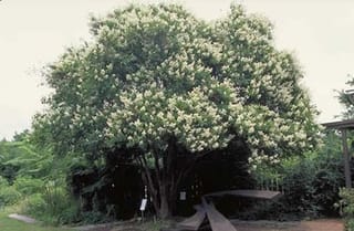 Lagerstroemia fauriei 'Townhouse' (Crepe Myrtle) as a multi-stemmed tree with a rounded canopy covered in creamy-white flower clusters, growing in a garden beside a wooden structure.