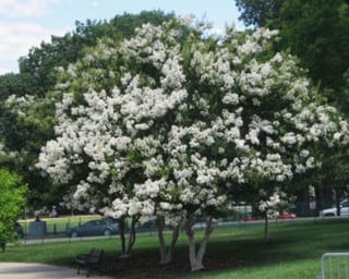 Lagerstroemia fauriei 'Townhouse' (Crepe Myrtle) in full bloom, a multi-stemmed tree covered in white flower clusters, growing on a park lawn beside a bench.